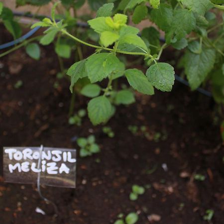 CoñaripeCabana Rustica Patagonia Chilena别墅 外观 照片